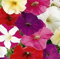 Petunia Hybrida nana comp. zaden Choice Mix - thumbnail