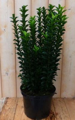 Kardinaalsmuts Euonymus Donkergroen 80 cm Warentuin Natuurlijk - Warentuin natuurlijk Kardinaalsmuts Euonymus Donkergroen 80 cm Warentuin Natuurlijk - Warentuin natuurlijk