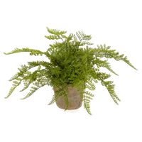 Fern - thumbnail