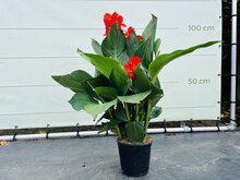 Canna Indica - Rood Canna Indica - Rood