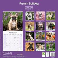Franse Bulldog Kalender 2026 - thumbnail