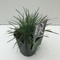 Fakkelgras (Koeleria glauca) siergras - thumbnail