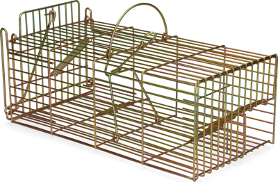 Inloopval rat levend massa Inloopval rat levend massa