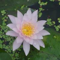Roze waterlelie (Nymphaea Fabiola) waterlelie (6-stuks) - thumbnail