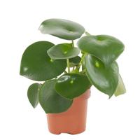 Peperomia Raindrop - P14 - thumbnail