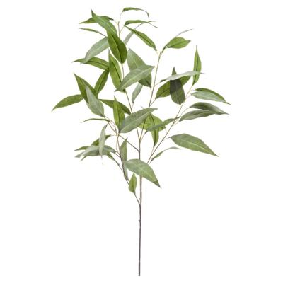 Eucalyptus