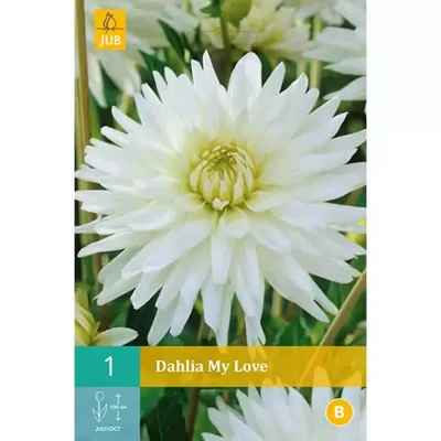 Bloembollen Dahlia My Love 1st