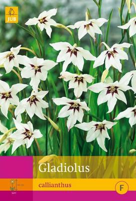 JUB x50 Gladiolus Callianthus
