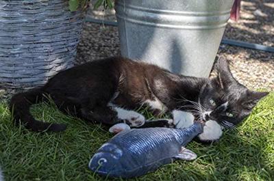 Robocat Zalm Robocat Zalm