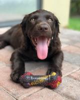 Kauwspeelgoed voor honden Nylabone Strong Chew Bacon Kaas Hamburgers Rubber Maat S - thumbnail