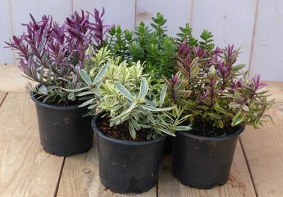 Hebe klein vaste plant groen met mix variante set van 4 stuks Warentuin Natuurlijk - Warentuin natuurlijk