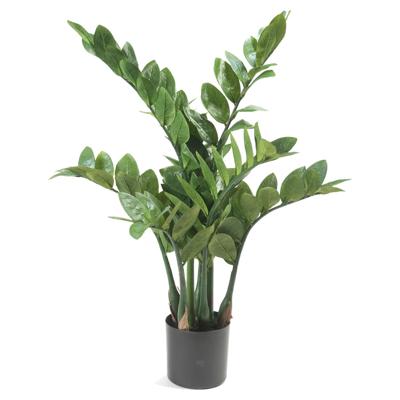Zamioculcas x7 70 cm/116lvs Emerald - Emerald