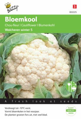 Bloemkool Walcheren Winter 5