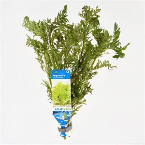 Hygrophila difformis - 10 stuks - aquarium plant Hygrophila difformis - 10 stuks - aquarium plant