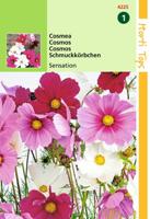 Zaden Cosmos Cosmea Sensation gemengd Hortitops - Hortitops - thumbnail