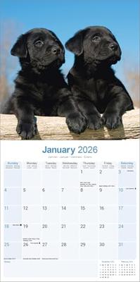 Labrador Retriever Zwart Puppies Kalender 2026 Labrador Retriever Zwart Puppies Kalender 2026
