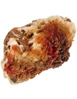 Marokkaanse Bariet Vanadeniet voor Vitaliteit en Concentratie - thumbnail