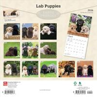 Labrador Retriever Puppies Kalender 2026 - thumbnail