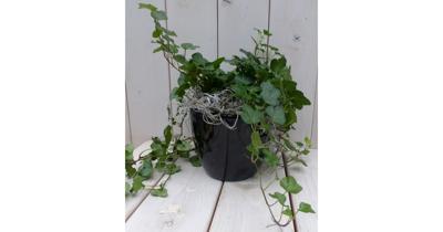 Klimop Hedrea donkergroen zwarte/antraciete pot 25 cm Warentuin Natuurlijk - Warentuin natuurlijk Klimop Hedrea donkergroen zwarte/antraciete pot 25 cm Warentuin Natuurlijk - Warentuin natuurlijk