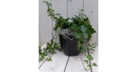 Klimop Hedrea donkergroen zwarte/antraciete pot 25 cm Warentuin Natuurlijk - Warentuin natuurlijk - thumbnail