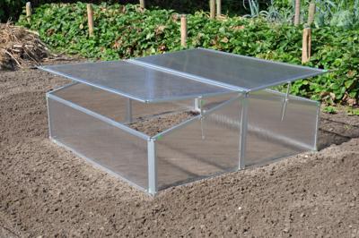 Silver Thyme kweekkas Silver Thyme kweekkas