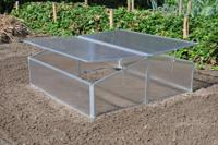 Silver Thyme kweekkas - thumbnail