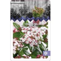 Sneeuwbal (Viburnum tinus “Gwenllian”) heester - 50-60 cm (C10) - 5 stuks - thumbnail