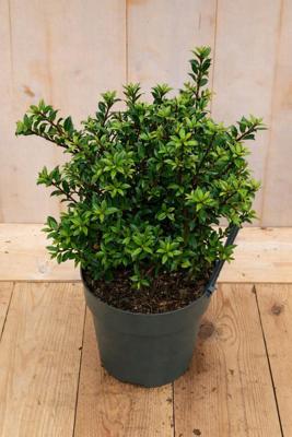 Japanse hulst Ilex crenata Twiggy 40 cm Warentuin Natuurlijk - Warentuin natuurlijk