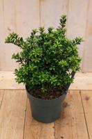 Japanse hulst Ilex crenata Twiggy 40 cm Warentuin Natuurlijk - Warentuin natuurlijk - thumbnail