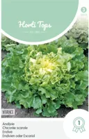 Zaden Andijvie Nuance Hortitops - Hortitops - thumbnail