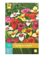 Tigridia Pavonia Mix Bloembol JUB 10 bollen - Jub - thumbnail