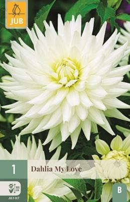 Bloembollen Dahlia My Love 1st