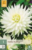 Bloembollen Dahlia My Love 1st - thumbnail