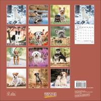 Honden Kalender 2026 - thumbnail