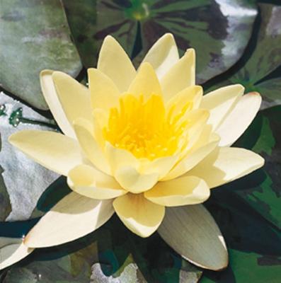 Witte waterlelie (Nymphaea Marliacea Albida) waterlelie (6-stuks)