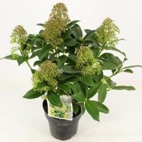 Skimmia (Skimmia Japonica “Fragrant Cloud”) heester - 20-25 cm (P15) - 6 stuks - thumbnail