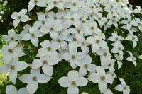 Japanse kornoelje - thumbnail