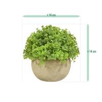 Mini Buxus kunstplant in pot 14cm - groen - thumbnail