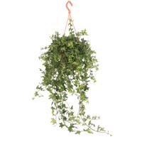 Hedera Helix Jacobine - P 19 cm - thumbnail