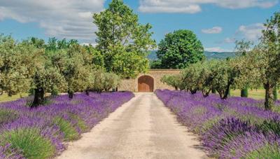 Lavendel deur 130x70cm Tuinschilderij Customize-it - Customize it