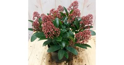 Skimmia rood 20 cm Warentuin Natuurlijk Rubella Japonica - Warentuin natuurlijk Skimmia rood 20 cm Warentuin Natuurlijk Rubella Japonica - Warentuin natuurlijk