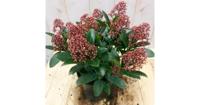 Skimmia rood 20 cm Warentuin Natuurlijk Rubella Japonica - Warentuin natuurlijk - thumbnail