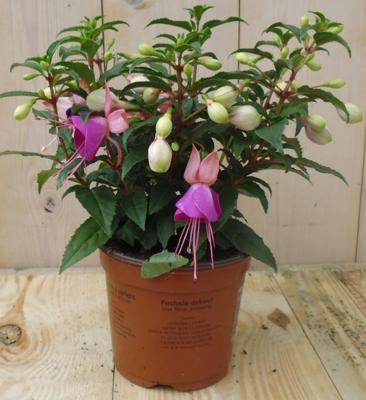 3 stuks! Perkplant Fuchsia donker roze tinten Warentuin Natuurlijk - Warentuin natuurlijk
