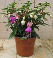 3 stuks! Perkplant Fuchsia donker roze tinten Warentuin Natuurlijk - Warentuin natuurlijk - thumbnail