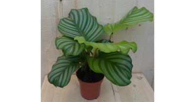 Calathea Orbifolia Pauwenplant groen blad gestreept 30 cm kamerplant Warentuin Natuurlijk - Warentuin natuurlijk