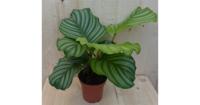 Calathea Orbifolia Pauwenplant groen blad gestreept 30 cm kamerplant Warentuin Natuurlijk - Warentuin natuurlijk - thumbnail
