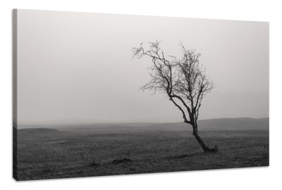 Schilderij - Eenzame Boom in zwart/wit, Premium Print, Wanddecoratie