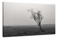 Schilderij - Eenzame Boom in zwart/wit, Premium Print, Wanddecoratie - thumbnail