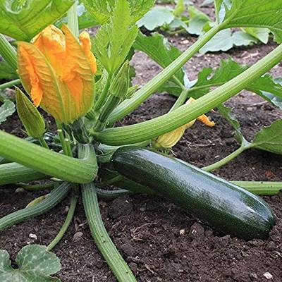 Courgette zaden - Ambassador F1 - thumbnail