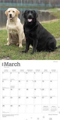 Labrador Retriever Mixed Kalender 2026